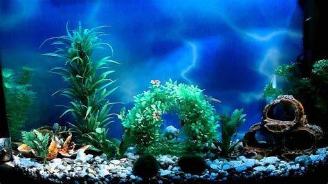 Fish Tank Background - - - Tip, Aquarium Fish Tank HD wallpaper | Pxfuel