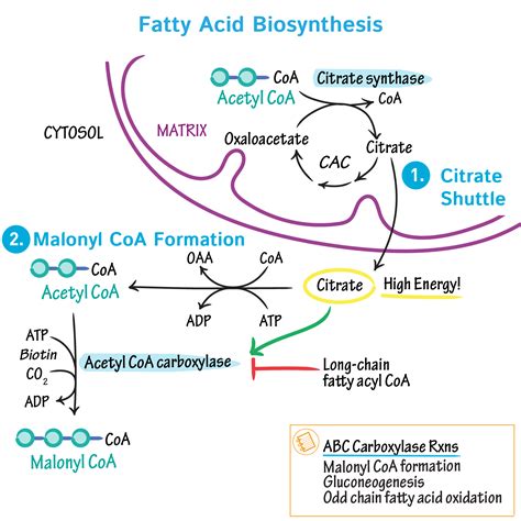 Citrate Shuttle Fatty Acid Synthesis