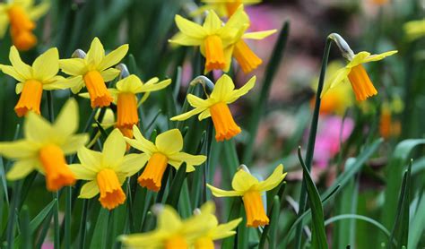 Narcissus Flower Plant | Best Flower Site