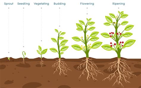 Plant Growth Stages: An Overview - AGrowTronics - IIoT For Growing