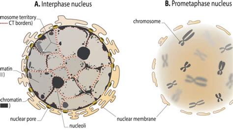 Heterochromatin Vs Euchromatin: Key Differences - The Education