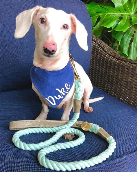 Rare albino dachshund Duke who struggled to find his forever home, is ...