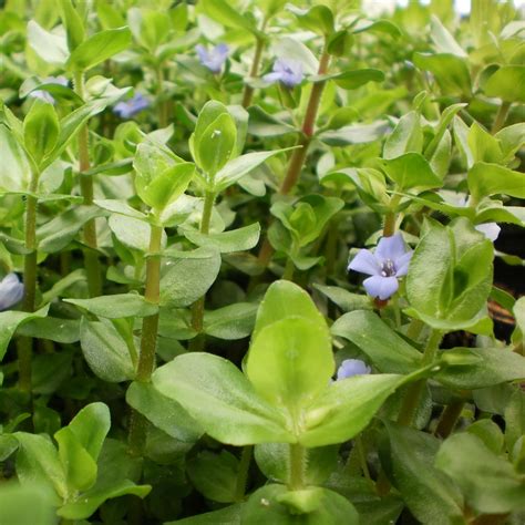 Pond Plants - Lemon Bacopa - Bacopa Caroliniana