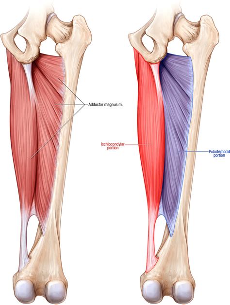 3 Exercises For Adductor Mobility — ONI | Wellington Personal Training ...