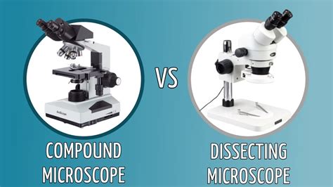 Compound Vs. Dissecting Microscope: What's the Difference? - Optics Mag