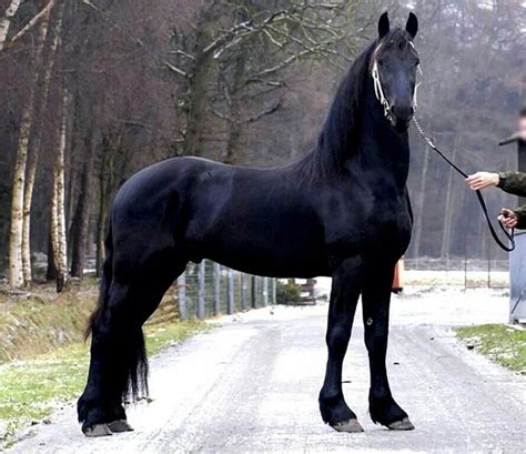 Frisian horse | Horses, Animals beautiful, Beautiful horses