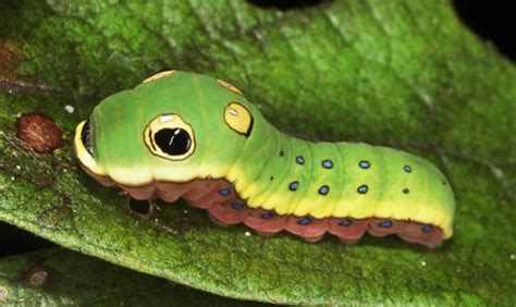 spicebush swallowtail - Papilio troilus Linnaeus