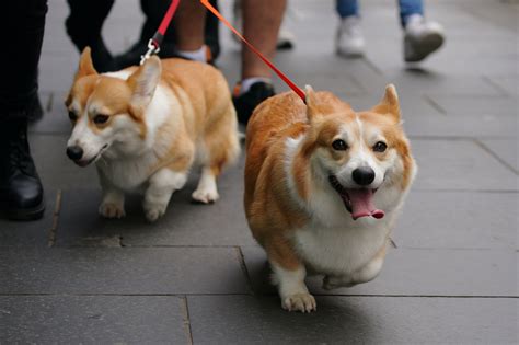 The Queen's corgis: How the dog-loving Elizabeth II catapulted her ...