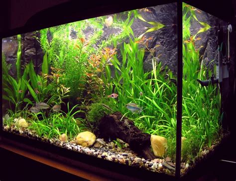 Top 8 Best Aquarium Dosing Pumps: 2024 Most Popular Options | IBMK