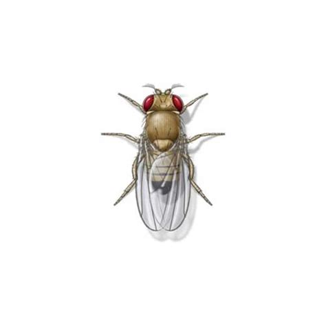 Fruit Fly Identification, Habitat & Behavior | Ja-Roy