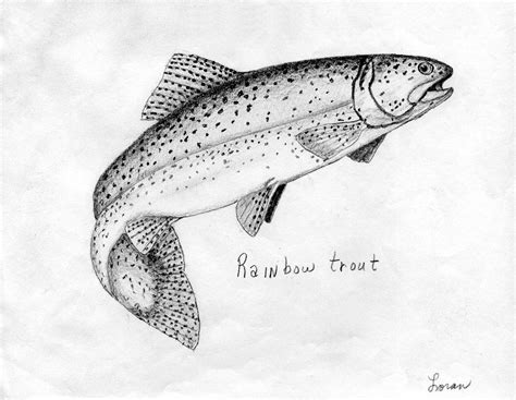 26+ brown trout pencil drawing - JamiilaTamar