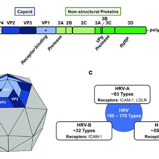 (PDF) Rhinovirus Biology, Antigenic Diversity, and Advancements in the ...