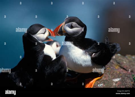 Puffins during breeding season Stock Photo - Alamy