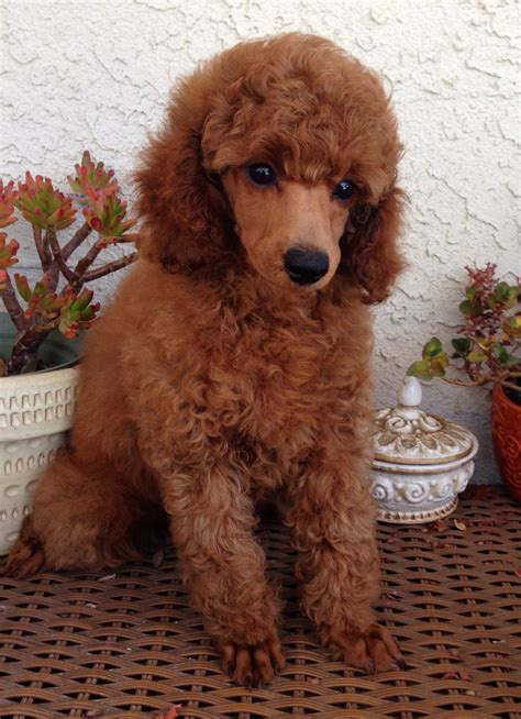 Red mini poodle puppy at west coast poodles | Red poodle puppy, Mini ...