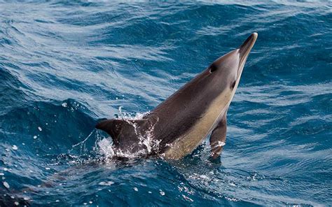 Dolphin Communication - Dolphin Facts and Information