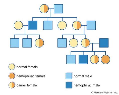 Genetic Pedigree Symbols