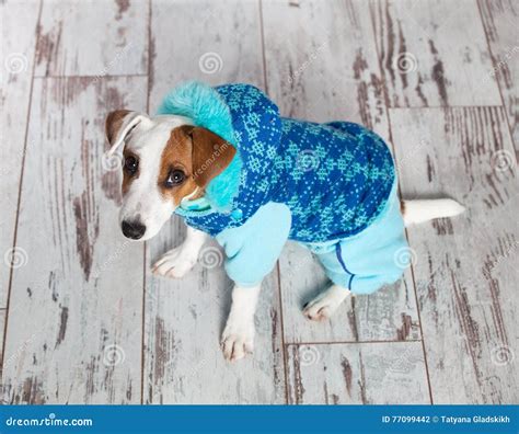 Pet in winter clothes stock photo. Image of canine, animals - 77099442