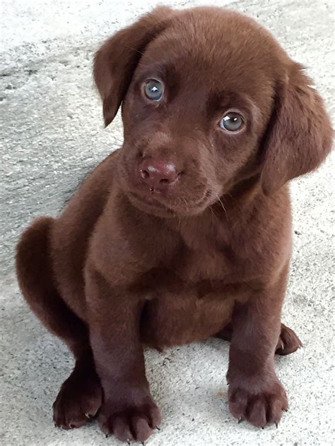 Chocolate Labrador Puppy with Blue Eyes