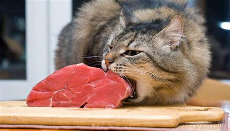 Can cats eat raw meat? -What is the best meal for your feline friend ...