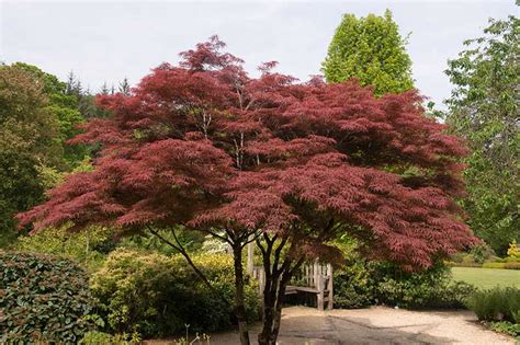 How To Take Care Of Japanese Maple - Stuffjourney Giggmohrbrothers