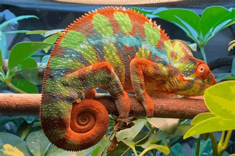 How Fast Do Chameleons Change Colors