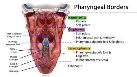 Difference Between Pharynx And Larynx Definition Anatomy Function ...