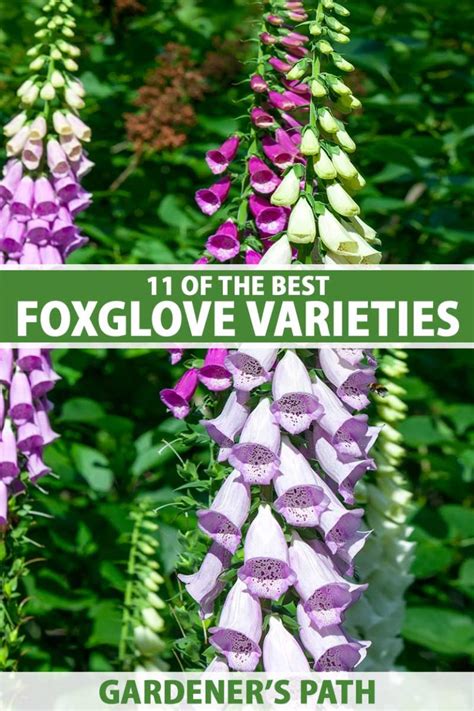 11 of the Best Foxglove Varieties | Gardener’s Path