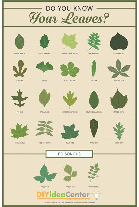 Leaf Identification Guide | DIYIdeaCenter.com