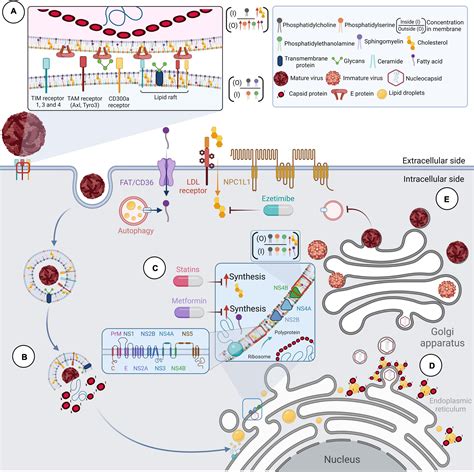 Frontiers | Anti-flavivirus Properties of Lipid-Lowering Drugs