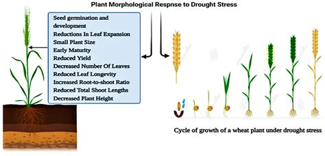 Effects Of Drought On Plants