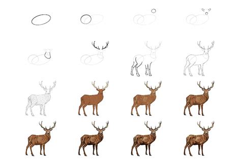 How To Draw A Deer Step By Step