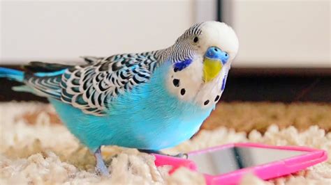 Budgie singing to mirror | Parakeet Sounds - YouTube