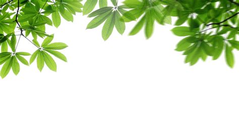 Leaf Season PNG Transparent Images Free Download | Vector Files | Pngtree