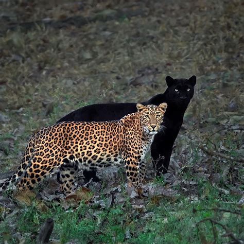 Lampart i czarna pantera za nim. To zdjęcie kosztowało fotografa 6 dni ...