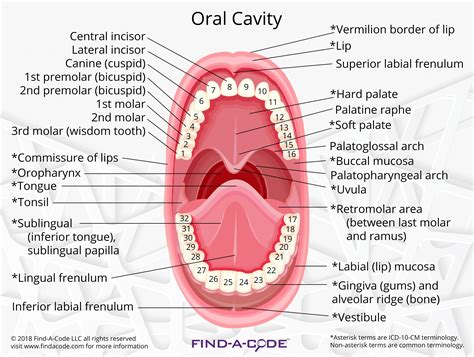 Buccal Cavity Diagram