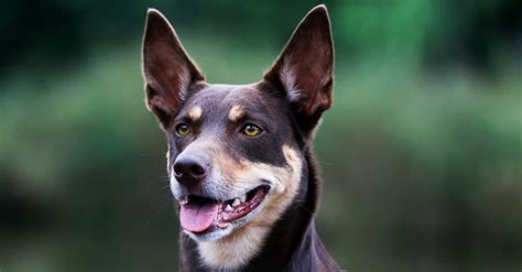 Battle of the Breeds: Kelpie vs Cattle Dog - Dog Show TV