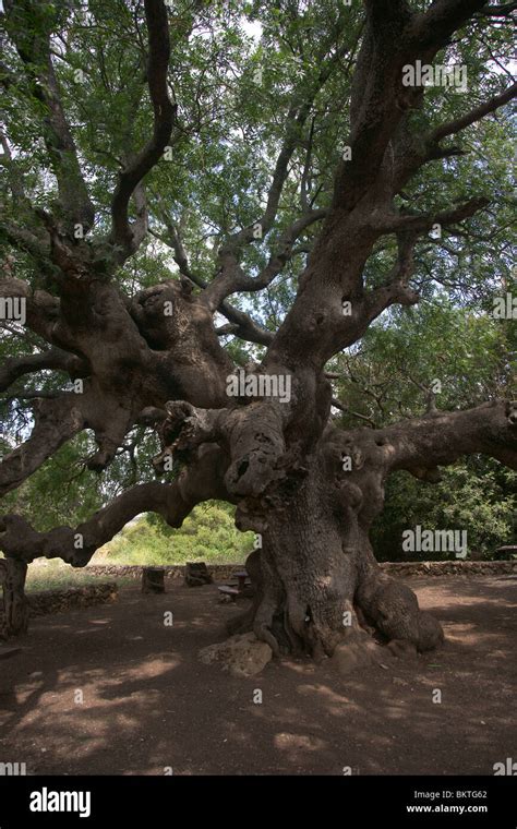 Terebinth tree hi-res stock photography and images - Alamy