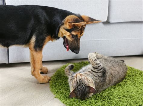 Should You Encourage Different Pet Species To Be Friends? - Ultimate ...