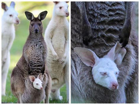 White baby kangaroo takes after her albino dad: the baby is welcomed ...