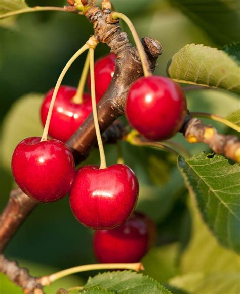 Stella Cherry — Raintree Nursery