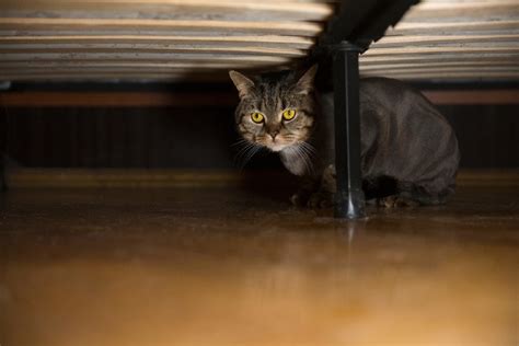 Why Is My Cat Hiding Under the Bed? 5 Common Causes & Solutions | Hepper