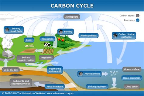 Carbon cycle — Science Learning Hub