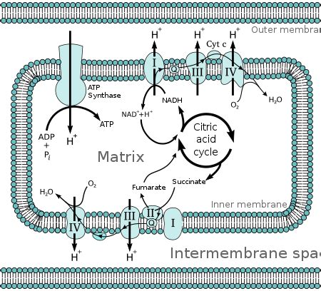 Chemiosmosis - Wikipedia