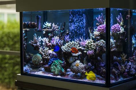 Make Your Aquarium Unique | Aquarium Design | AlgaeBarn