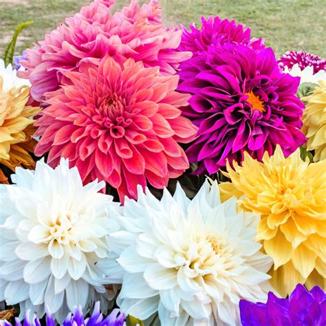 Dahlia Bulbs For Sale - Easy To Grow Bulbs