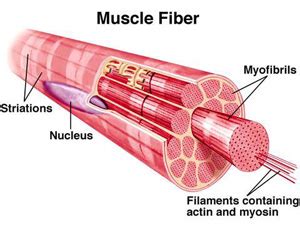 Muscle Fiber Types 101: Fast Twitch vs. Slow Twitch