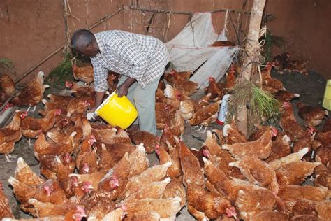 [Guide] How to Start Local Chicken Farming for Eggs/Chicks Production ...