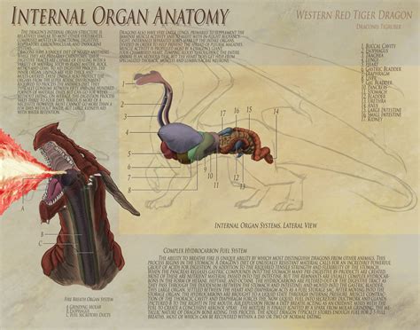 HG's WORLD: HG's Anatomy of a Dragon