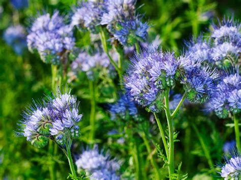 What Is Lacy Phacelia: Learn About Growing Purple Tansy Wildflower ...