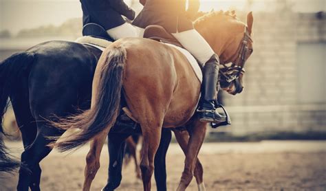 A Beginner’s Guide to Horse Accessories - PetHelpful